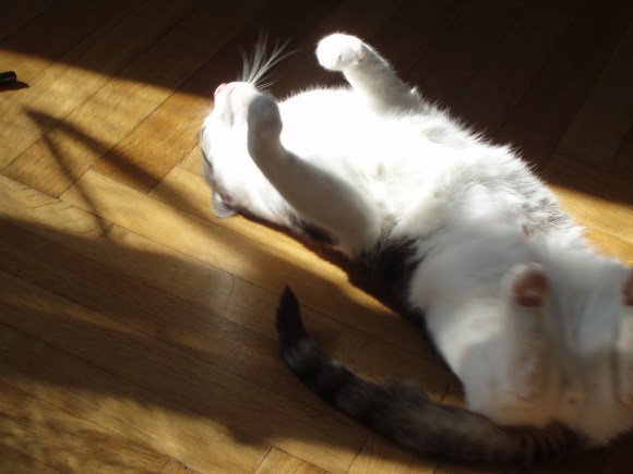 vielfraß und schmusebär, genießer und unglaublicher opportunist