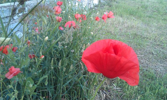 klatschmohn (c) nunette colour