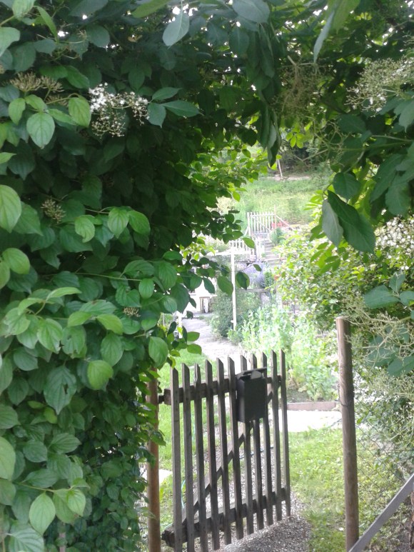 Der Eingang in mein persönliches Sommerparadies.. 