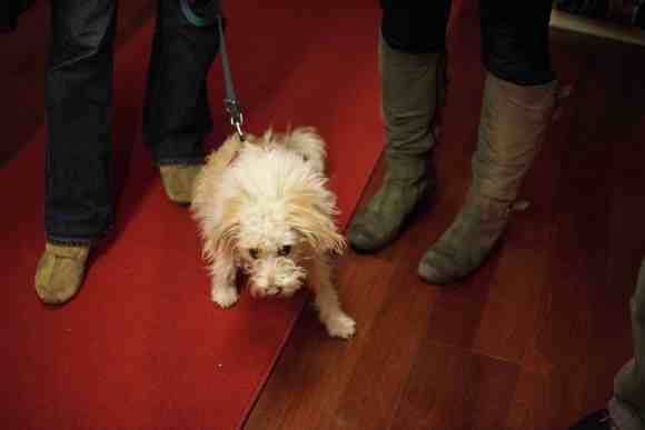 web-mande.masa_00202_wauwau