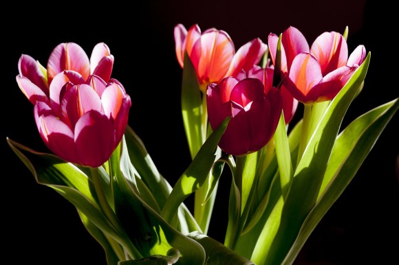 tulips-263513_1920